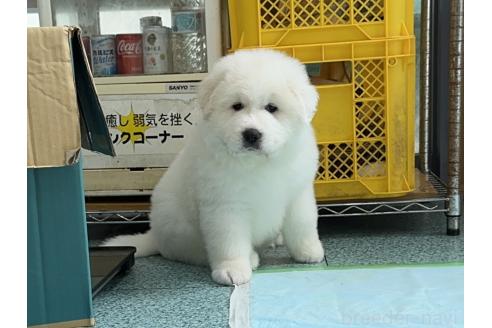 成約済の千葉県のグレートピレニーズ-360559の5枚目